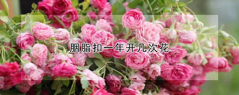 胭脂扣一年开几次花