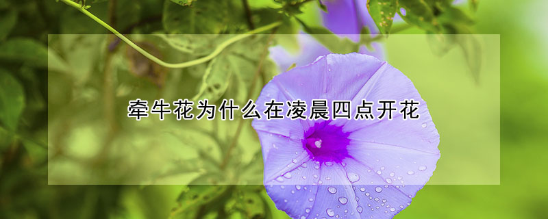 牵牛花为什么在凌晨四点开花