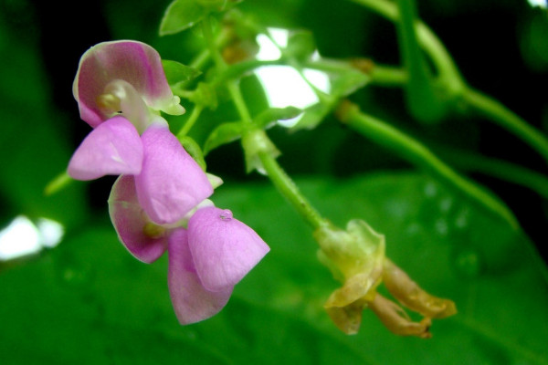 四季豆是什么季节的菜