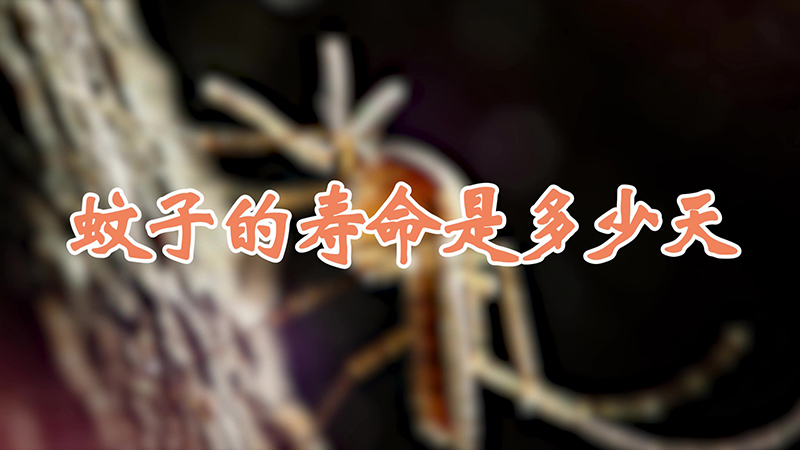 蚊子的寿命是多少天