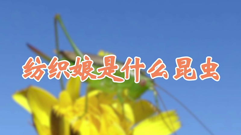 纺织娘是什么昆虫