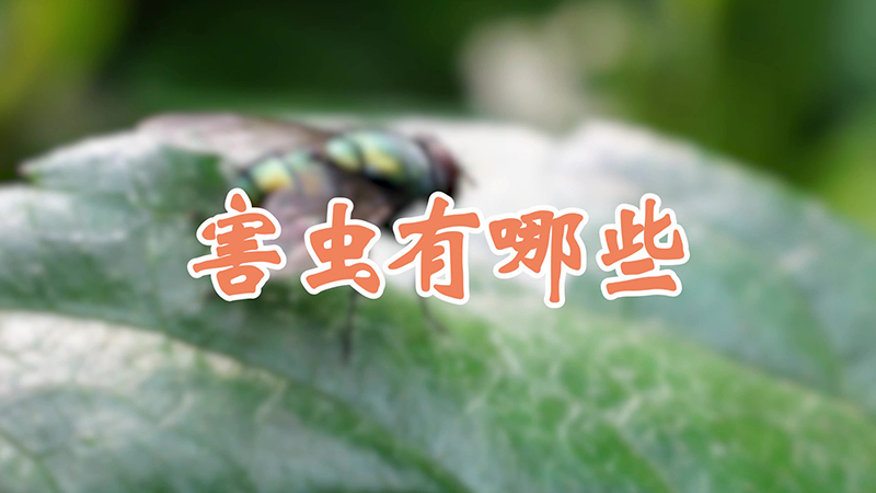 害虫有哪些