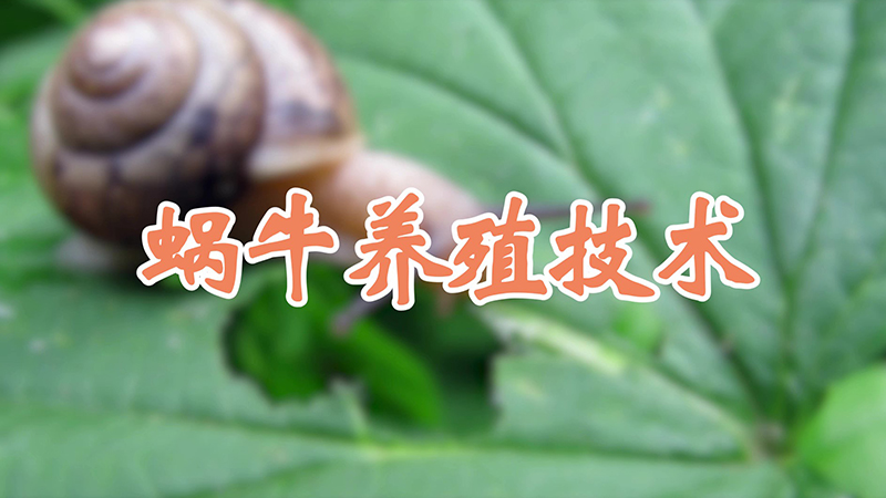 蜗牛养殖技术