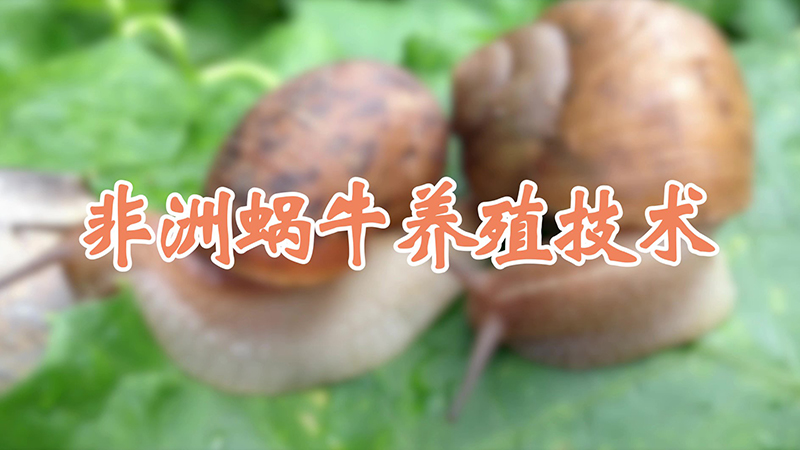非洲蜗牛养殖技术