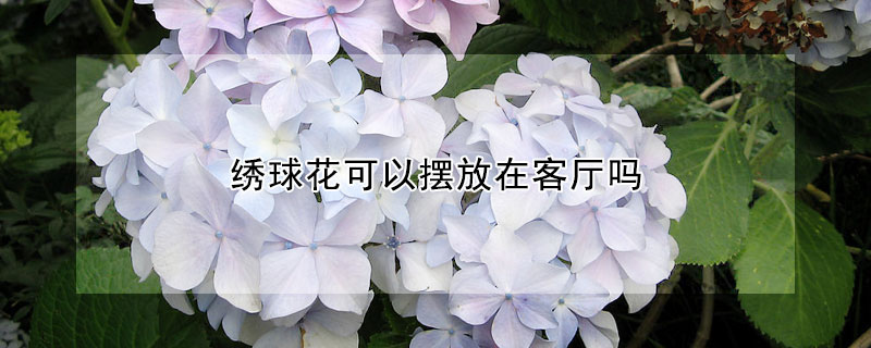 绣球花可以摆放在客厅吗