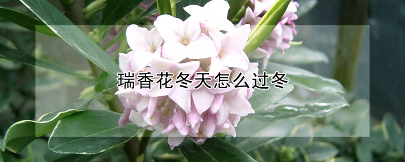 瑞香花冬天怎么过冬