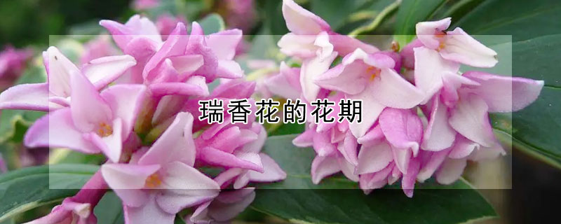 瑞香花的花期