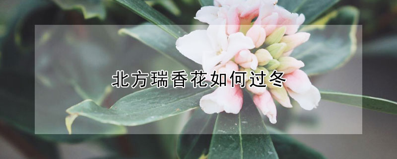 北方瑞香花如何过冬