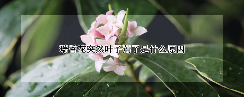 瑞香花突然叶子蔫了是什么原因