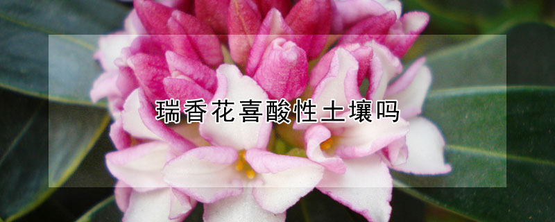 瑞香花喜酸性土壤吗