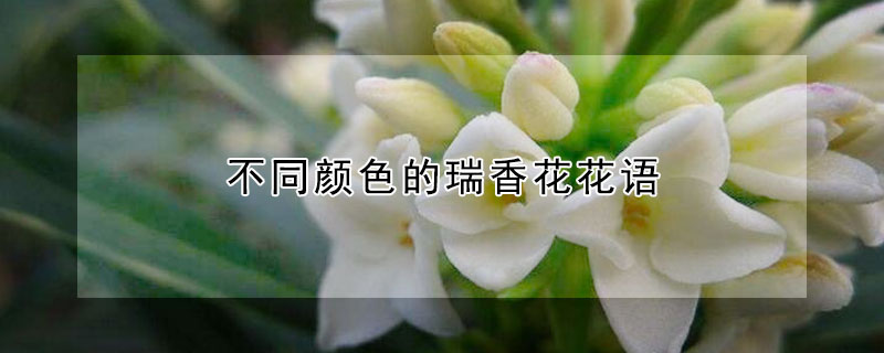 不同颜色的瑞香花花语