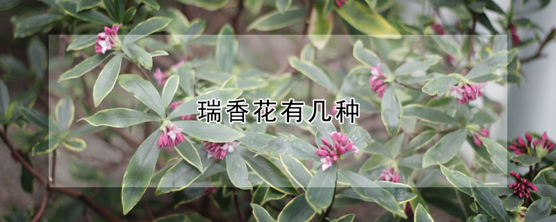 瑞香花有几种