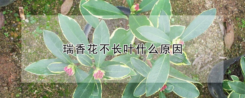 瑞香花不长叶什么原因