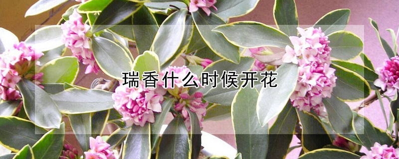 瑞香什么时候开花