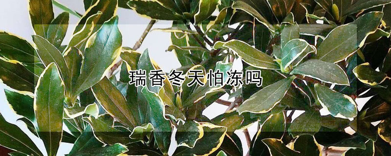 瑞香冬天怕冻吗