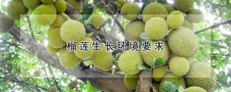 榴莲生长环境要求