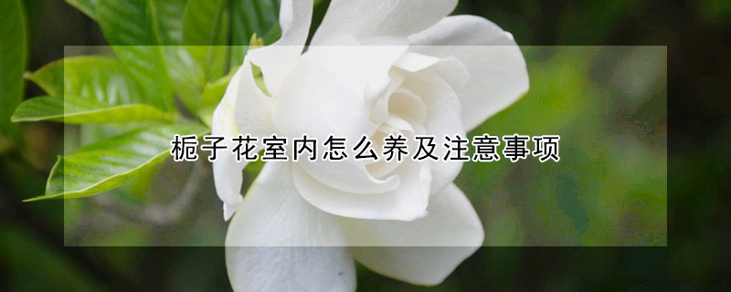 栀子花室内怎么养及注意事项