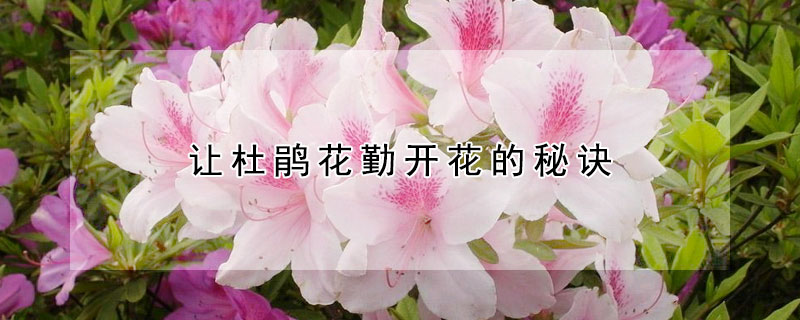 让杜鹃花勤开花的秘诀