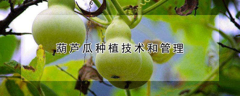 葫芦瓜种植技术和管理