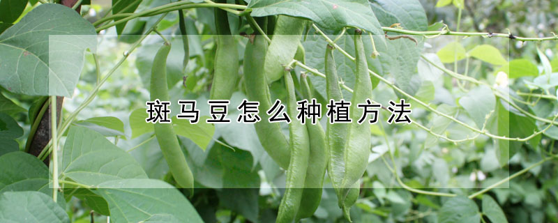 斑马豆怎么种植方法