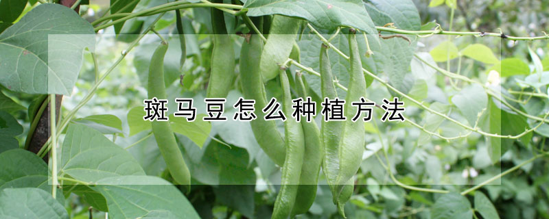 斑马豆怎么种植方法