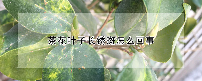 茶花叶子长锈斑怎么回事