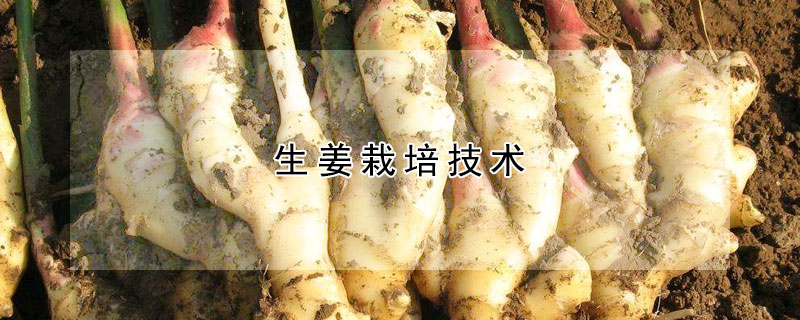 生姜栽培技术