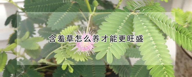 含羞草怎么养才能更旺盛