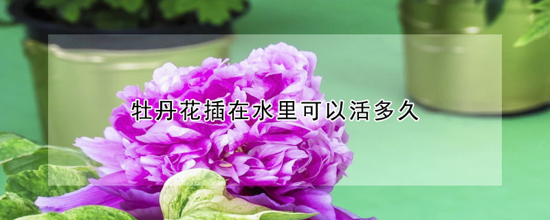 牡丹花插在水里可以活多久