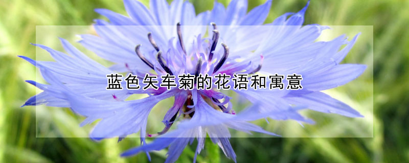 蓝色矢车菊的花语和寓意