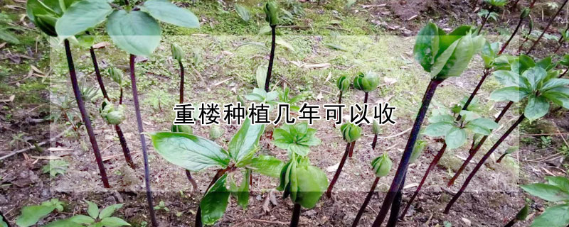 重楼种植几年可以收