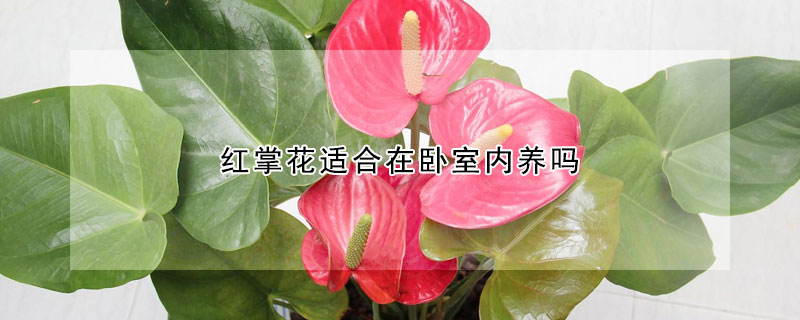 红掌花适合在卧室内养吗