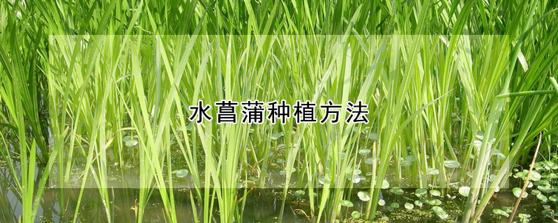 水菖蒲种植方法