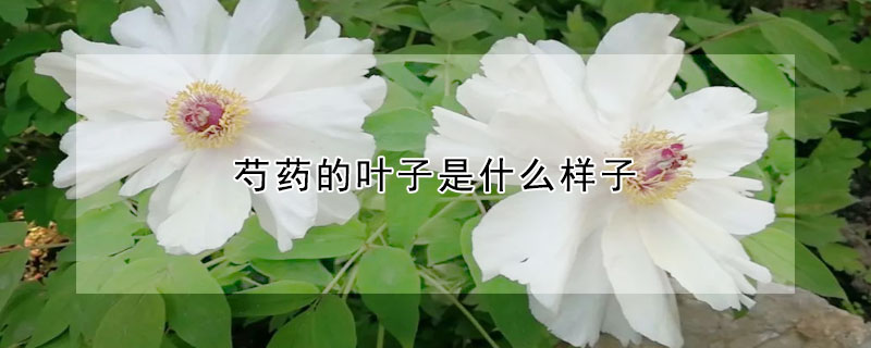 芍药的叶子是什么样子