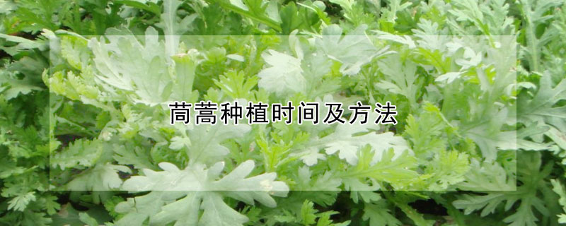 茼蒿种植时间及方法