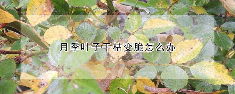 月季叶子干枯变脆怎么办