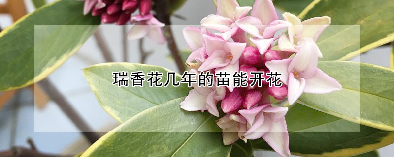 瑞香花几年的苗能开花