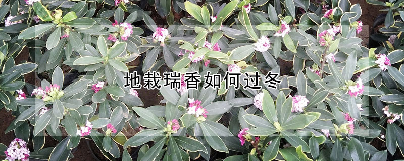 地栽瑞香如何过冬