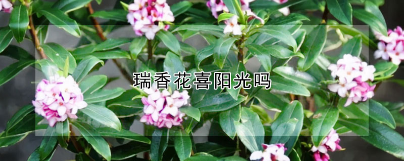 瑞香花喜阳光吗