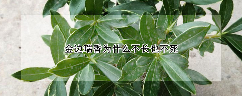 金边瑞香为什么不长也不死