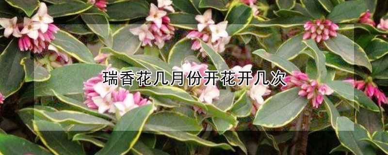 瑞香花几月份开花开几次