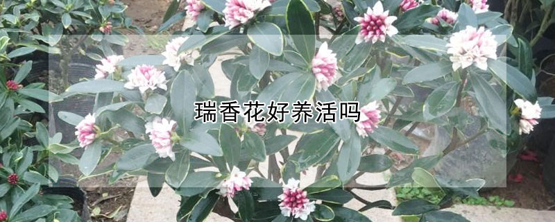 瑞香花好养活吗