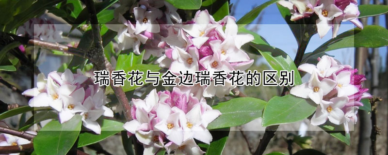 瑞香花与金边瑞香花的区别