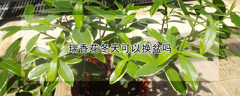 瑞香花冬天可以换盆吗