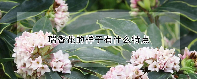 瑞香花的样子有什么特点