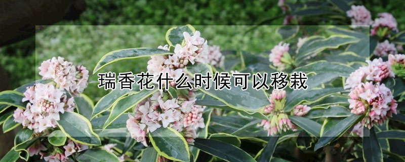 瑞香花什么时候可以移栽