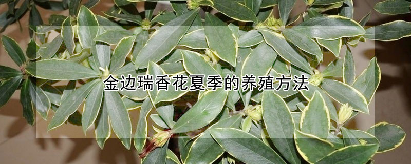 金边瑞香花夏季的养殖方法