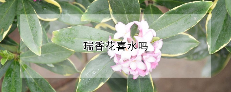 瑞香花喜水吗