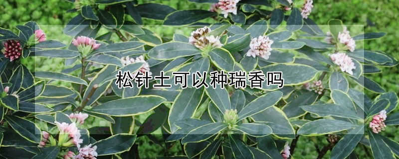 松针土可以种瑞香吗