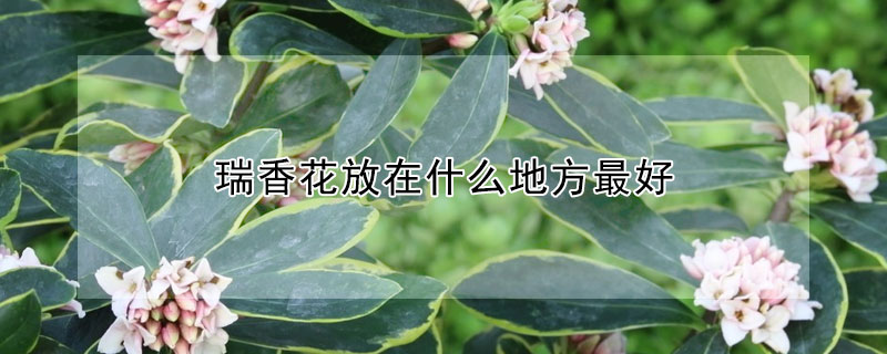 瑞香花放在什么地方最好